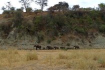 Tarangire NP, olifantenpark