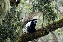 Black and white colobus monkey, Kilimanjaro Marangu route